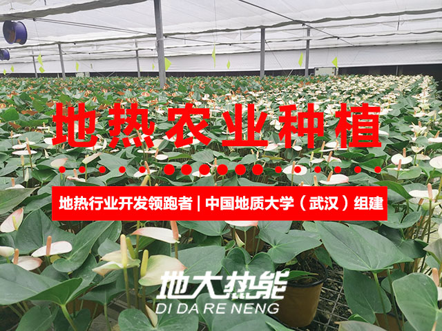 濟(jì)南：“地?zé)崮?農(nóng)業(yè)”產(chǎn)業(yè)融合，讓地?zé)崮苷嬲盁帷逼饋?地大熱能